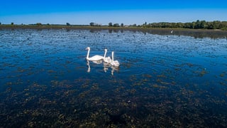 Natur der Supii-Region — Foto 2